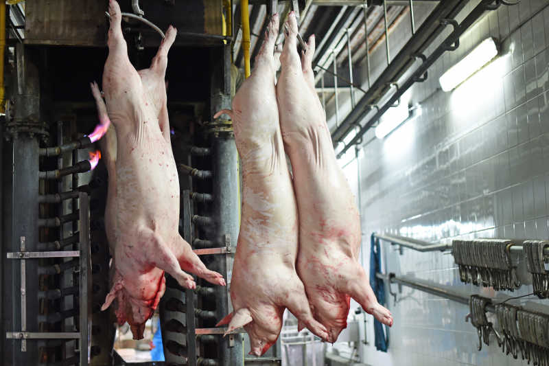 從屠場到風干架 豬肉的蛻變與時光的饋贈